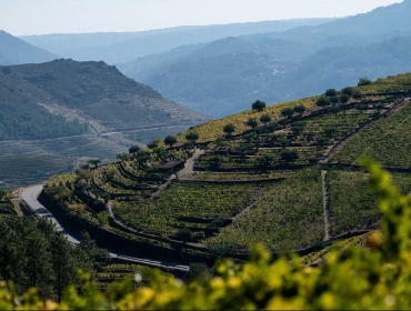 1 Day Douro Valley Wineries Tour