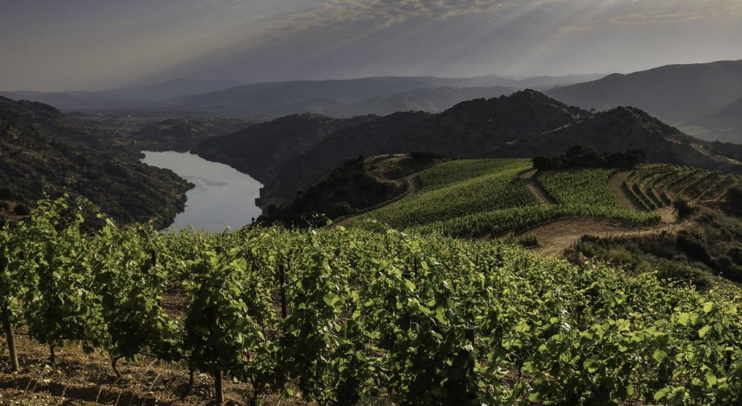 Quinta do Vale Meão