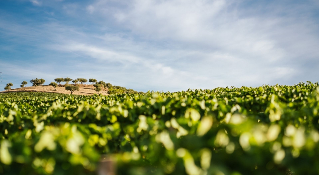 Douro Boys Vineyards