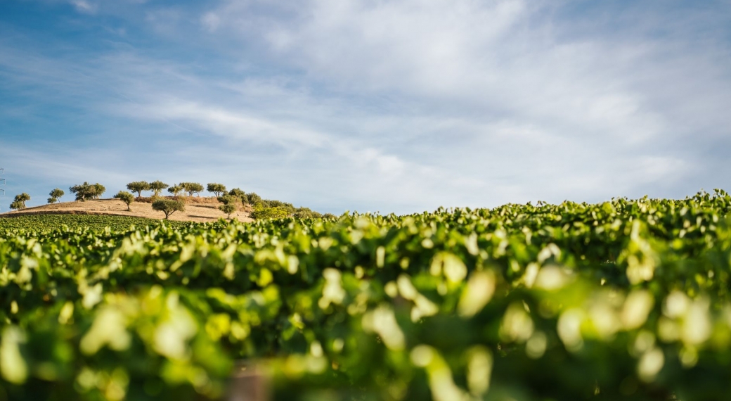 Quinta do Vale Meão