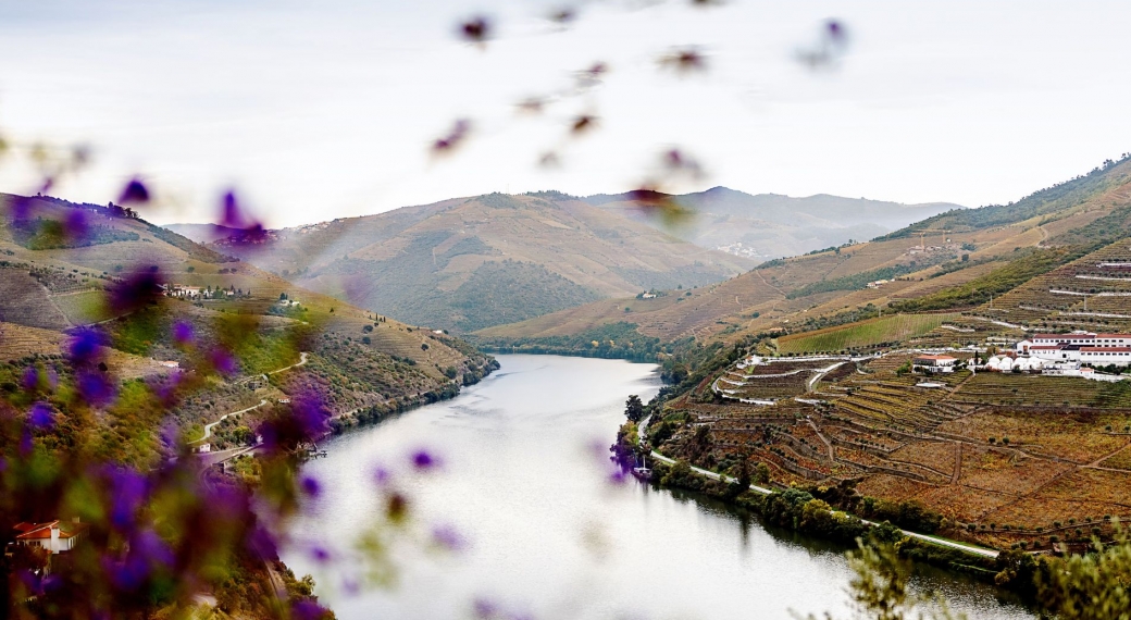 Douro Vineyards