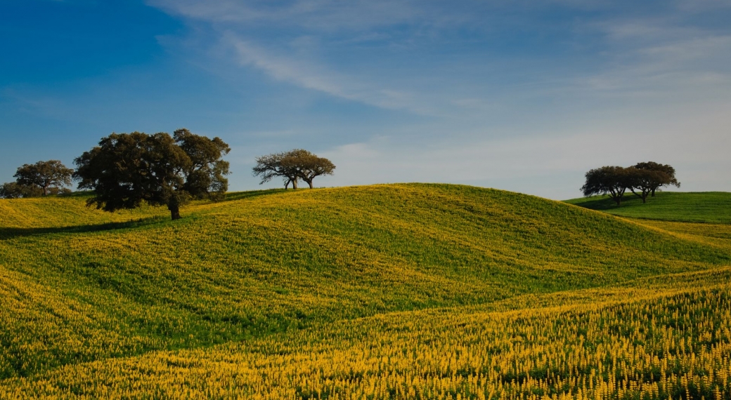https://www.luxurytoursportugal.com/en/tours/alentejo/6-days-alentejo-luxury-tour
