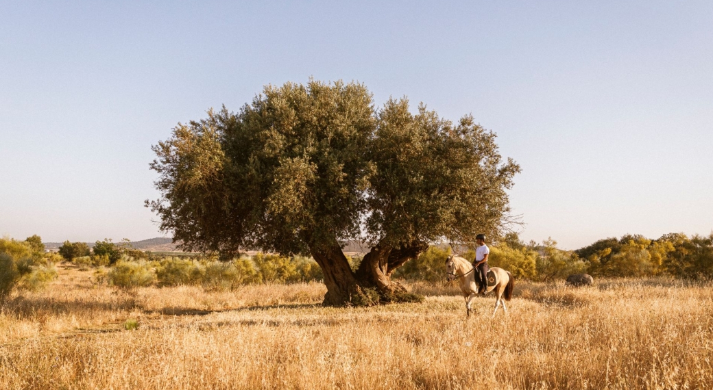 Horse Riding, São Lourenço do Barrocal