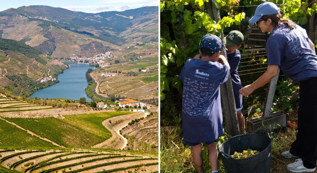 Douro Valley | Harvest